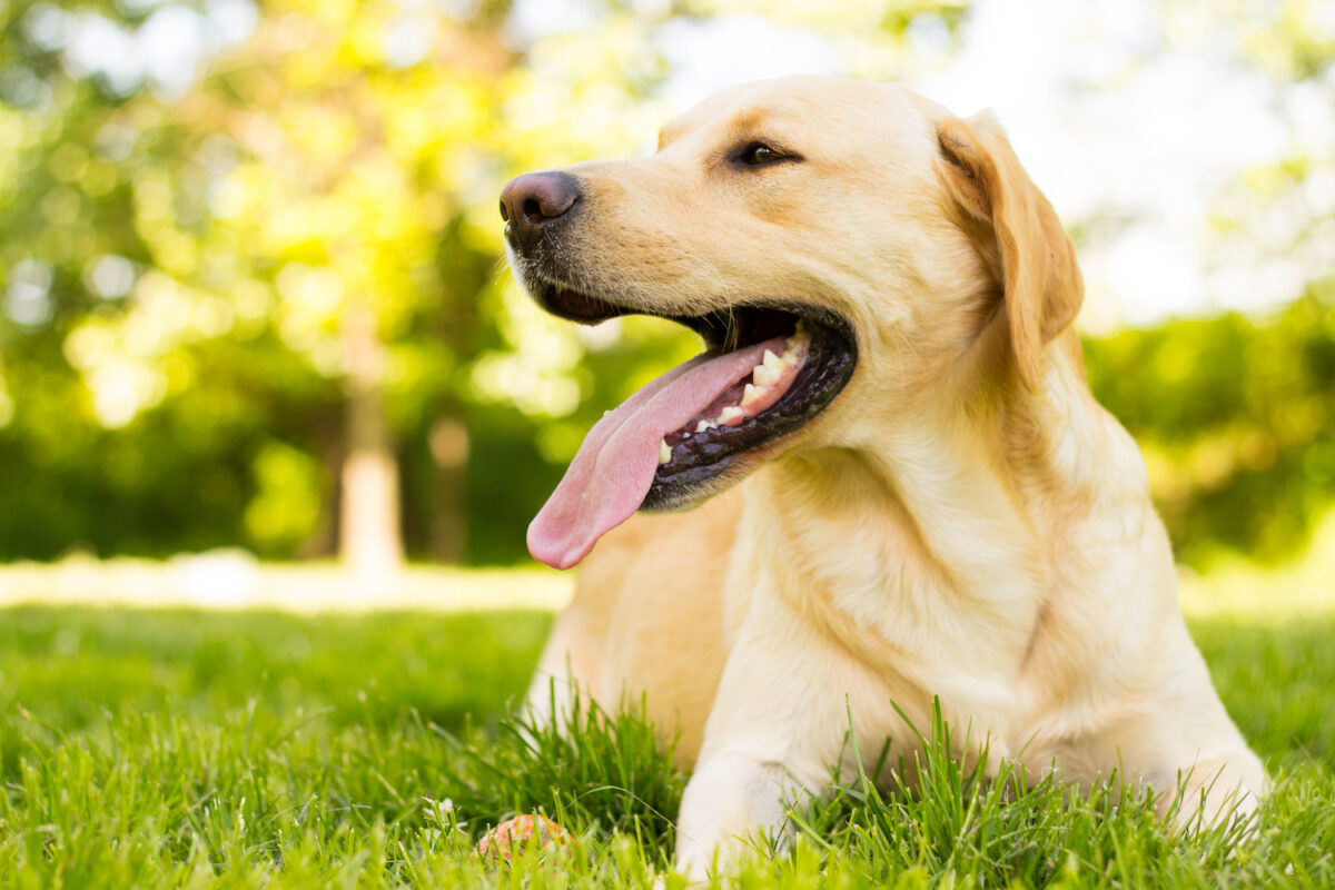 Smiling Labrador