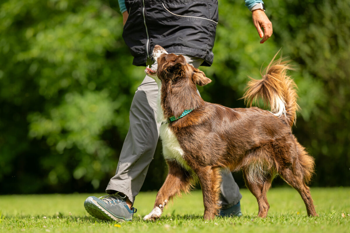 Working dog with trainer