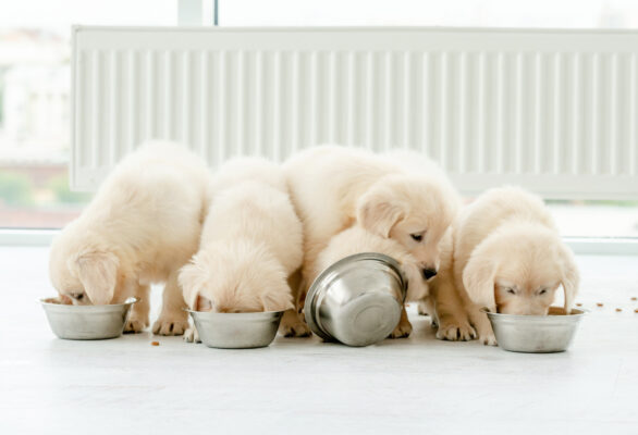 Puppies eating food from bowl