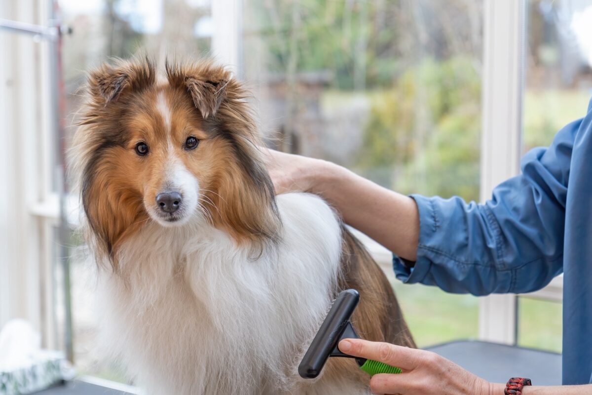 Sheltie getting brushed