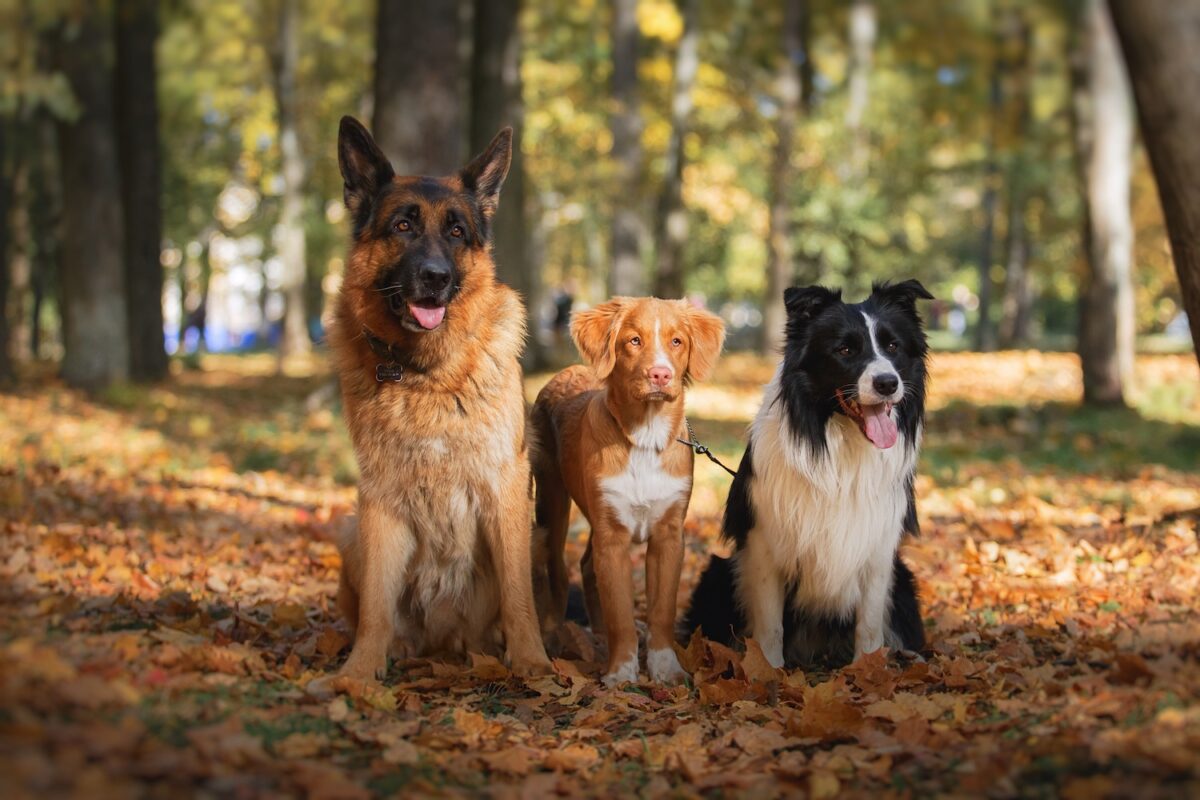 Working dog breeds