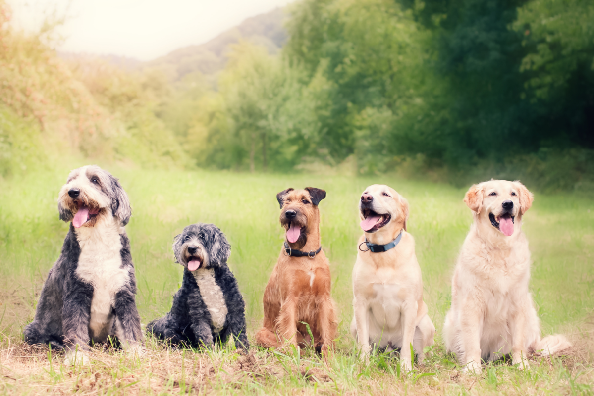 Working dogs in field